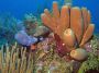 AmbergrisCaye05 - 028